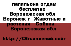 папильона отдам бесплатно - Воронежская обл., Воронеж г. Животные и растения » Собаки   . Воронежская обл.